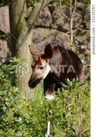 Okapi Okapi 15238767