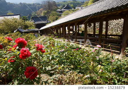 Hase-dera Temple and the Button 15238879
