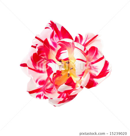 Dual colored red-white tulip on a white background 15239020