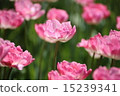 花 15239341
