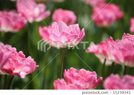花 花 15239341