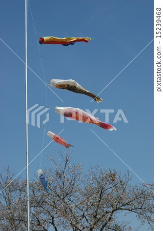 Koinobori Sakura 15239468