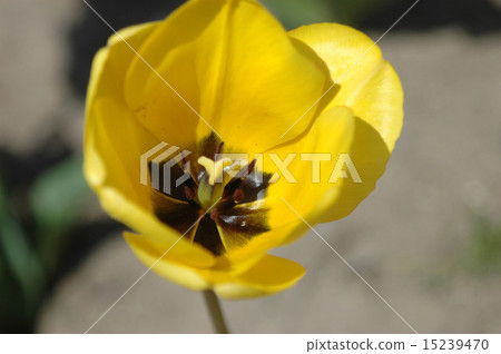 Tulip petals 15239470