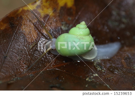 一隻生物蝸牛，Aomiokatanishi，在陸地上，但有一個不像普通蝸牛的蓋子 15239653