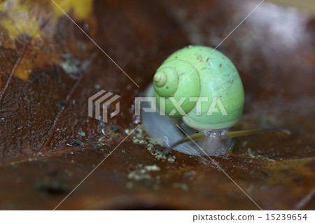 Scarlet snail Scarlet snail caterpillar, It is a lovely snail of the Yamatanishi family living in the land Scarlet snail Scarlet snail caterpillar, It is a lovely snail of the Yamatanishi family living in the land 15239654
