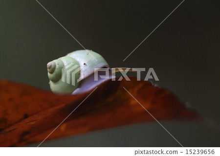 A living snail, Aomiokatanishi, it looks breathtakingly beautiful when you find it in the dark woods A living snail, Aomiokatanishi, it looks breathtakingly beautiful when you find it in the dark woods 15239656