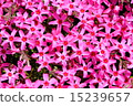 Moss phlox  15239657