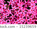 Moss phlox  15239659