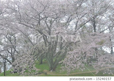 Cherry blossoms of purple cloud skyscraper in fog (Kanagawa prefecture Mitoyo shichi peninsula purple cloud mountain) 3 15240157