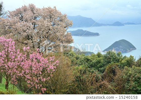 Cherry blossoms of purple cloud skyscraper in fog (Kagawa prefecture Mitoyoshi shrine village purple cloud mountain) 4 15240158