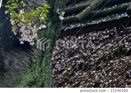 Cherry blossoms falling (Kagawa prefecture Mitoyoshi shosai peninsula purple cloud san 2 15240160