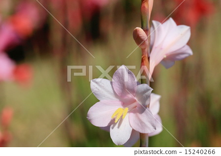 Light Pink Watsonia Flowers Stock Photo 15240266 Pixta