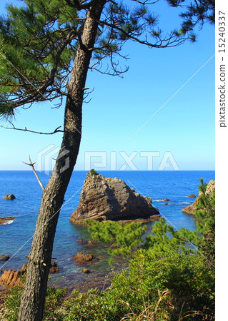天草西海岸礁和松樹 15240337