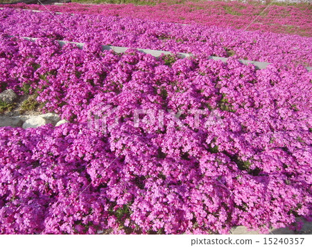 Moss phlox Moss phlox 15240357