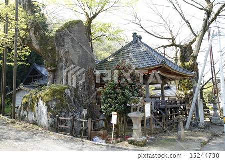 Negoya Shrine（Great Zelkey：北斗市） 15244730