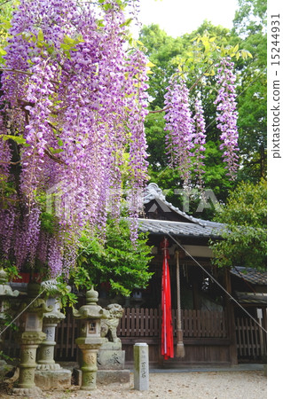 Diva Shrine富士山（猶他州鎮） 15244931