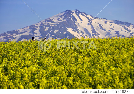 油菜花和Chokai山 油菜花和Chokai山 15248284