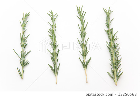 Rosemary Rosemary 15250568