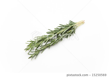 Rosemary Rosemary 15250569