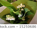 香草花束 15250686