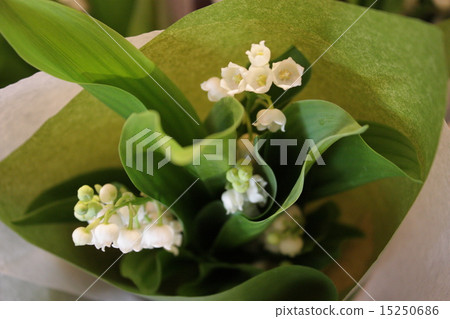 香草花束 15250686