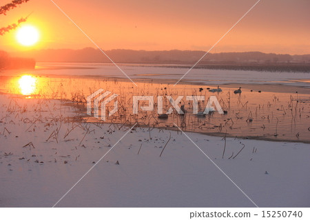 Dawn of Izunuma in winter Dawn of Izunuma in winter 15250740