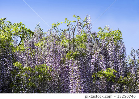 Yame Kuroki Ootoh Festival Yame Kuroki Ootoh Festival 15250746