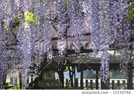 Yame Kuroki Ootoh Festival 15250748