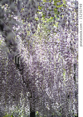 Yame Kuroki Ootoh Festival Yame Kuroki Ootoh Festival 15250749