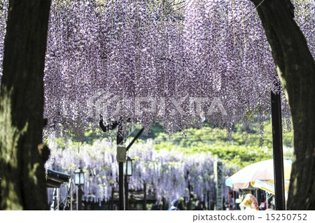 Yame Kuroki Ootoh Festival Yame Kuroki Ootoh Festival 15250752