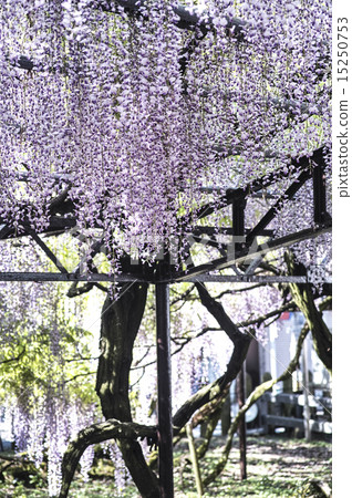 Yame Kuroki Ootoh Festival 15250753