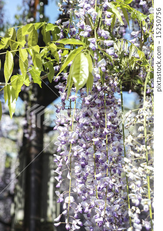 Yame Kuroki Ootoh Festival 15250756