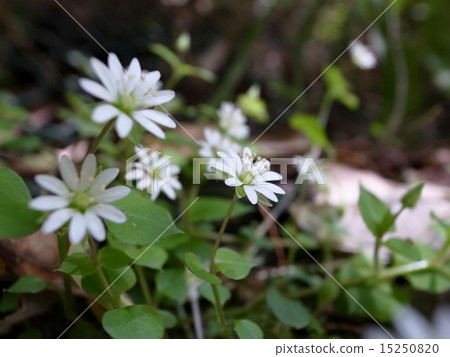 海綠 海綠 15250820