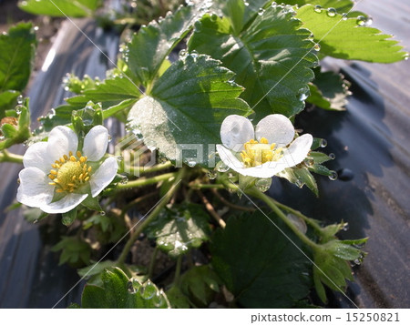 草莓 草莓 15250821
