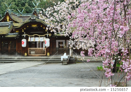 Cherry blossoms at Kyoto Hirano Shrine 15250857
