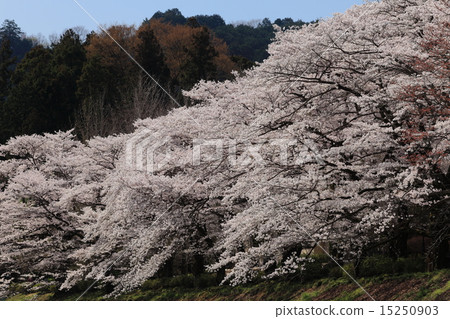 櫻花觀察者櫻桃樹在公園 櫻花觀察者櫻桃樹在公園 15250903