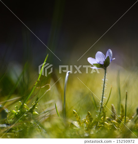 Single backlit Hepatica Single backlit Hepatica 15250972
