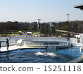 海豚 15251118