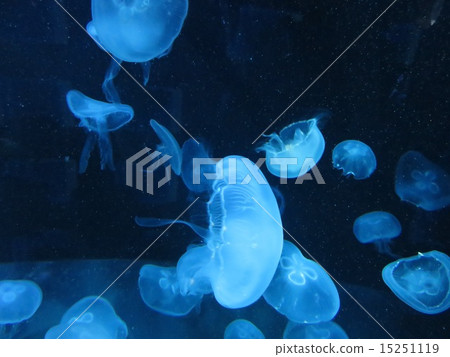 籠子 籠子 15251119