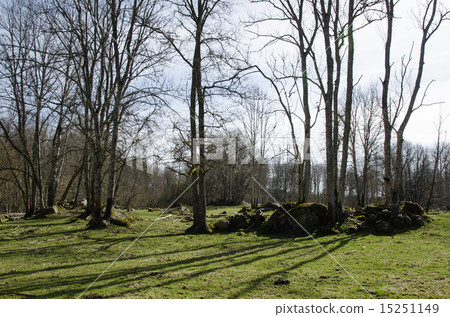 Rocky pastureland 15251149