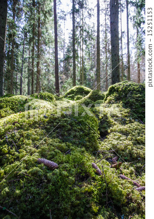 Ground level in a mossy forest 15251153