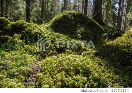 Mossy ground level 15251154