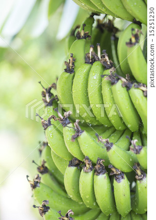 Trilith banana 15251230