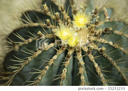 Flowers of Kinshachi 15251233