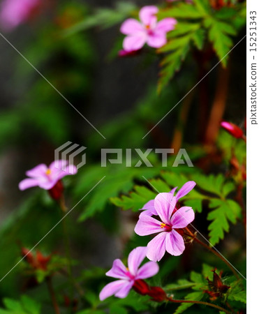 姬富郎 姬富郎 15251343