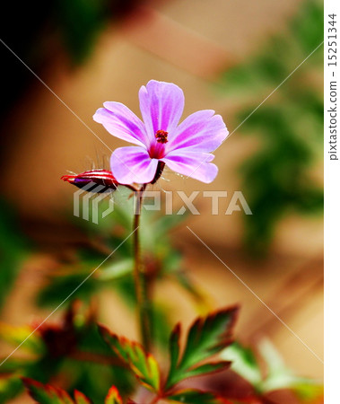 Himefuuro Himefuuro 15251344