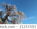 Weeping cherry tree 15251501