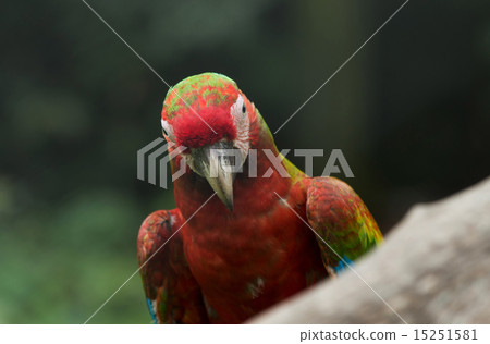 parrot 15251581