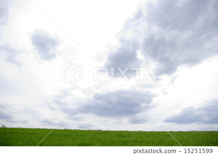 field 15251599