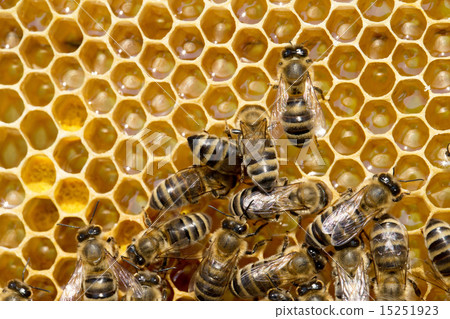 bees swarming on a honeycomb 15251923